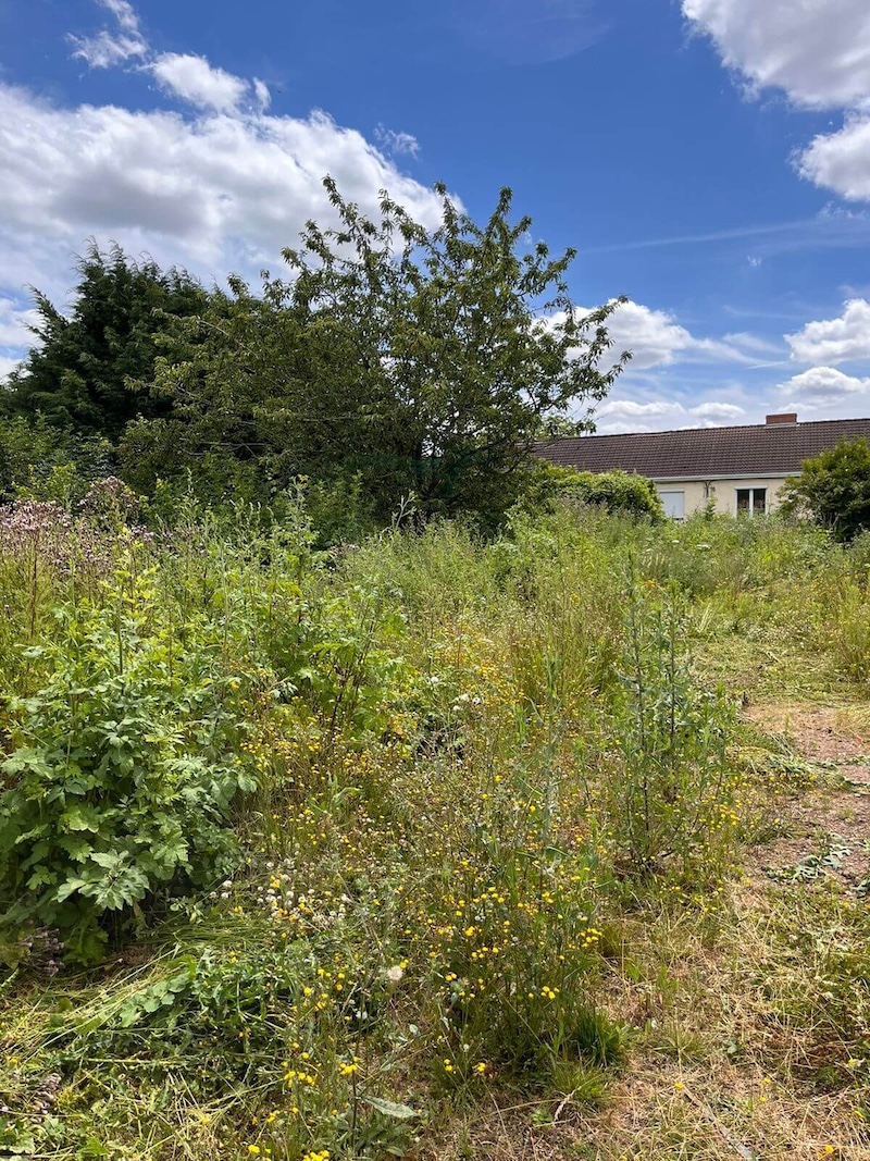 Jardin avant travaux d'élagage et débroussaillage par Matext